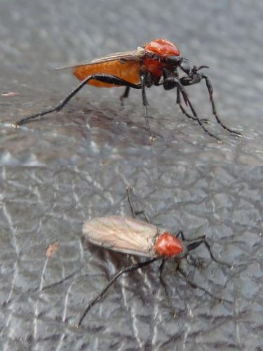 Bibio anglicus